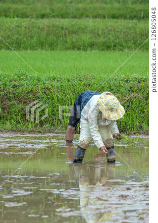 Landscape landscape 126805048