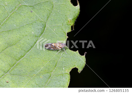 帶川雲香 126805135