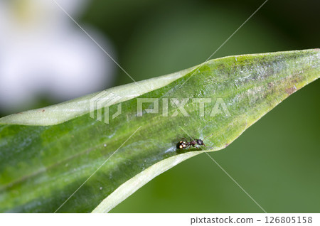 Siberian fire ant Siberian fire ant 126805158