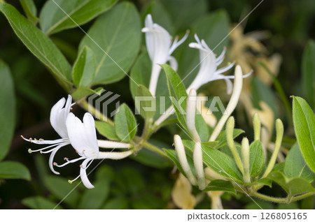 Honeysuckle Honeysuckle 126805165