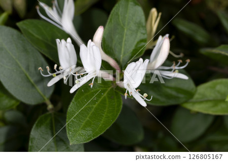 Honeysuckle Honeysuckle 126805167