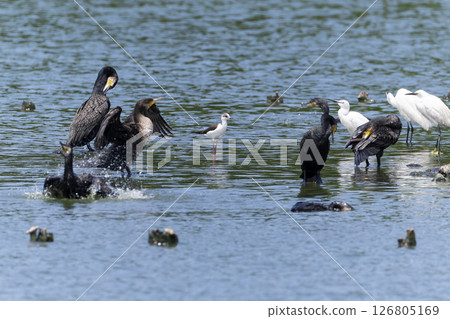 Black-winged stilt 126805169