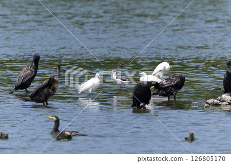 Black-winged stilt 126805170