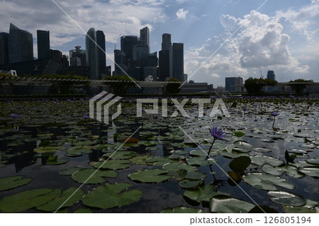 Lotus flowers towering over the lotus pond in the financial district 2 Lotus flowers towering over the lotus pond in the financial district 2 126805194