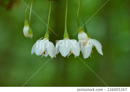 Styrax flower　 126805267