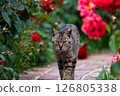 Cat and Rose 3 126805338