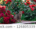 Cat and Rose 2 126805339