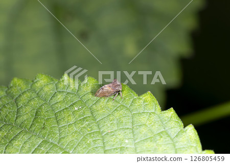 Tobairotsunosemi 126805459