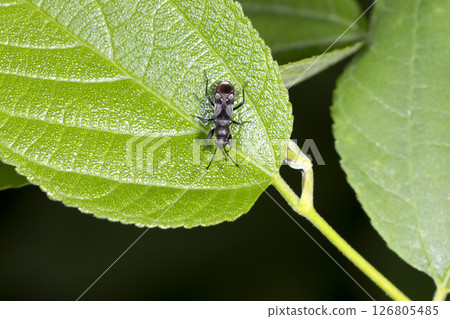 Gourd stink bug 126805485