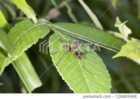 Horikawa Wedge Beard Gumbo 126805488