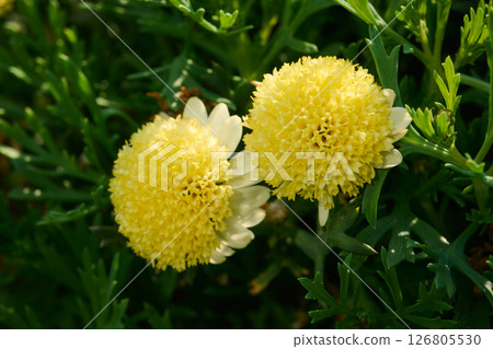 蓬蓬菊花 蓬蓬菊花 126805530