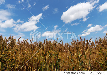 麥田和藍天 126805543