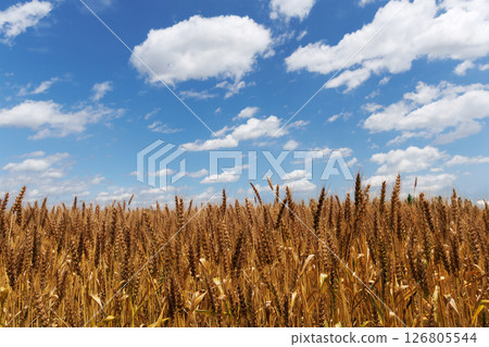 麥田和藍天 麥田和藍天 126805544