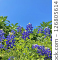 Summer sky and blue flowers 2 126805614