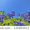 Summer sky and blue flowers 3 126805615