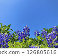 Summer sky and blue flowers 4 126805616