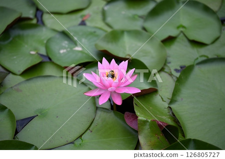 Water lily 126805727