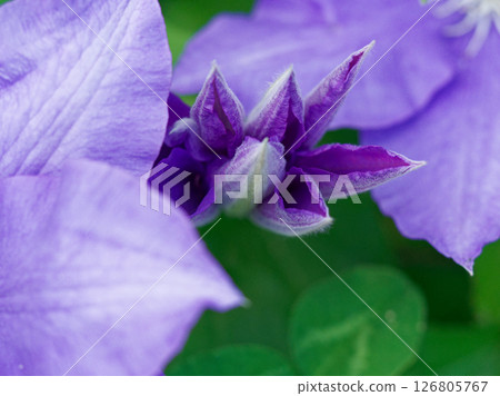 Flowering of clematis of the ranunculaceae family Flowering of clematis of the ranunculaceae family 126805767