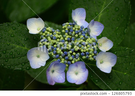 繡球花 250531pm3:01 126805793