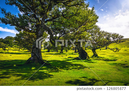 Majestic old laurel trees in the Fanal forest, Madeira island Majestic old laurel trees in the Fanal forest, Madeira island 126805877