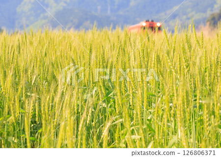 從麥田裡看到的橘色播但線 126806371