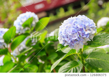 阪急電車在宿川上游綠道盛開的繡球花後行駛 阪急電車在宿川上游綠道盛開的繡球花後行駛 126806373