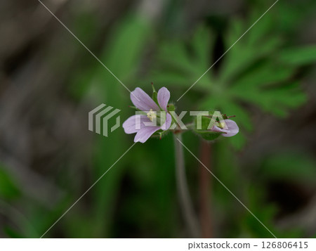 Geranium family, Geranium globulus flower Geranium family, Geranium globulus flower 126806415