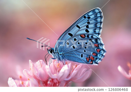 Beautiful  image of blue butterfly sitting on a pink flowers. 126806468