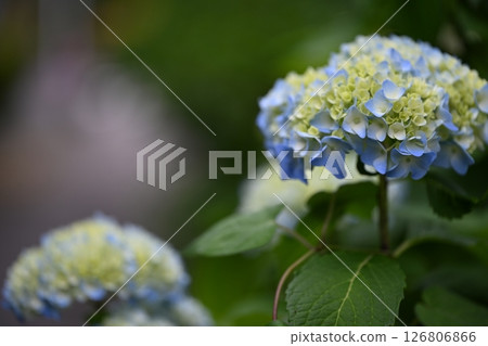 Hydrangea 126806866