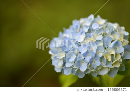 Hydrangea 126806871