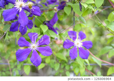 鐵線蓮 初夏 夏日花卉 六月 鐵線蓮 初夏 夏日花卉 六月 126806964