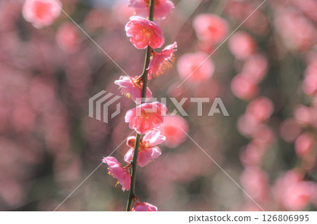 紅色李子開花的春天花 126806995