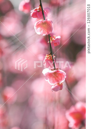 A flower of red plum blossoming spring A flower of red plum blossoming spring 126807018