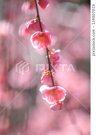 A flower of red plum blossoming spring A flower of red plum blossoming spring 126807019
