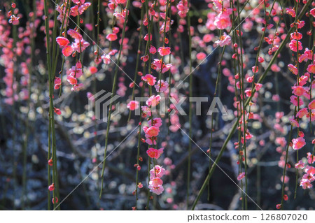 紅色李子開花的春天花 紅色李子開花的春天花 126807020
