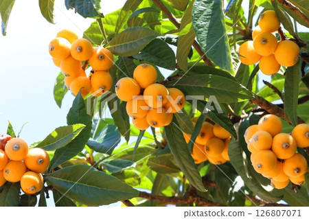 已經到了收穫季節的枇杷果實 126807071