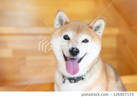 A cute Shiba Inu playing at an old-style cafe, Shiba Inu Akane 126807159