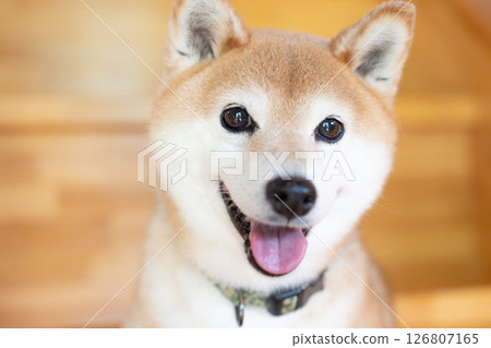 A cute Shiba Inu playing at an old-style cafe, Shiba Inu Akane 126807165