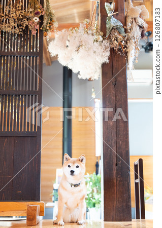 A cute Shiba Inu playing at an old-style cafe, Shiba Inu Akane A cute Shiba Inu playing at an old-style cafe, Shiba Inu Akane 126807183
