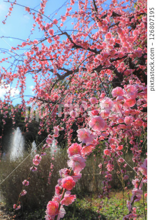 景觀與梅花 126807195