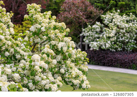 日本雪鈴花裝點著北海道由仁町初夏的花園 [六月] 126807305