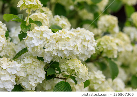 Japanese snowbells decorating an early summer garden in Yuni Town, Hokkaido [June] 126807306