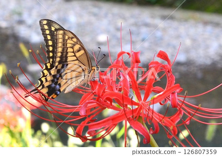 Swallowtail butterflies smoking honeybred flower nectar 126807359