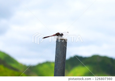 一隻紅蜻蜓棲息在木樁上 126807360