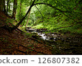 Hidden creek. Mountain creek among the fairytale Carpathian forest. Unnamed tributary of the Shypit river, foot of Mt. Bilyi Kamin (1062), Turia Poliana, Polonynian Beskids, Ukrainian Transcarpathia 126807382