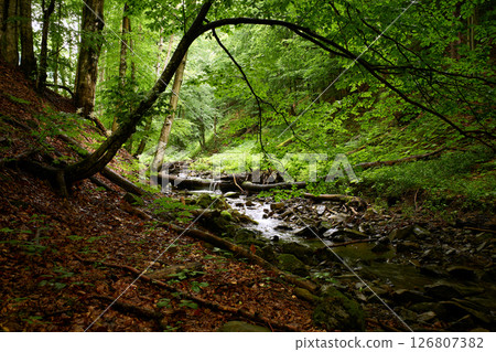 Hidden creek. Mountain creek among the fairytale Carpathian forest. Unnamed tributary of the Shypit river, foot of Mt. Bilyi Kamin (1062), Turia Poliana, Polonynian Beskids, Ukrainian Transcarpathia 126807382