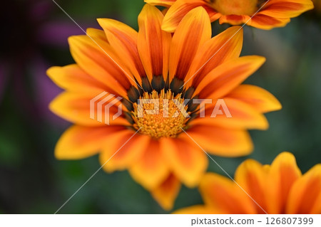 勳章菊屬 勳章菊屬 126807399