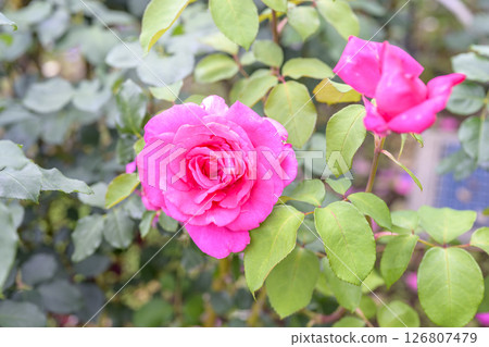 粉紅玫瑰，玫瑰，初夏，六月，圖像 126807479