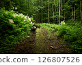 Eco path in the woods. Amazing dirt road hidden among the mountain forest. Foot of Mt. Bilyi Kamin (1062), Turia Poliana, Zakarpattia, Transcarpathia, Polonynian Beskids, Ukrainian Carpathians 126807526