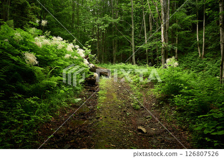Eco path in the woods. Amazing dirt road hidden among the mountain forest. Foot of Mt. Bilyi Kamin (1062), Turia Poliana, Zakarpattia, Transcarpathia, Polonynian Beskids, Ukrainian Carpathians Eco path in the woods. Amazing dirt road hidden among the mountain forest. Foot of Mt. Bilyi Kamin (1062), Turia Poliana, Zakarpattia, Transcarpathia, Polonynian Beskids, Ukrainian Carpathians 126807526